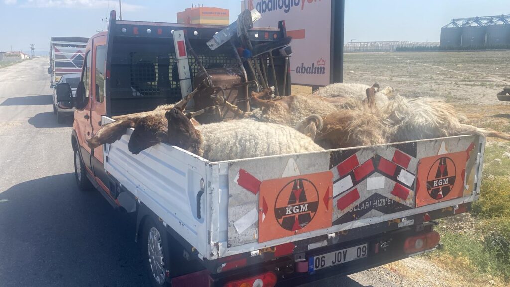 28 Küçükbaş Hayvan Telef Oldu!