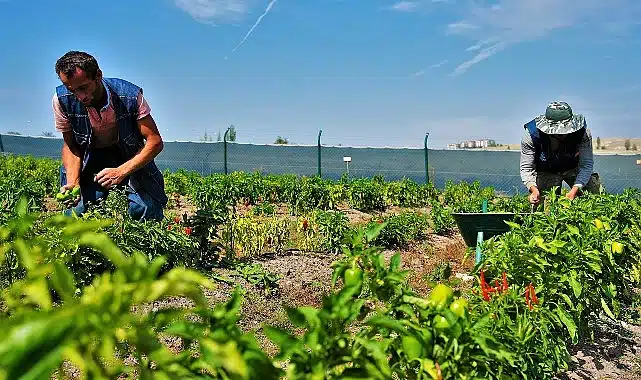 22 ton sebze ve meyve ihtiyaç sahibi ailelerin sofrasına ulaştı.