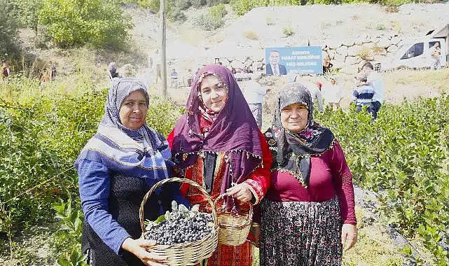 Antalya’da Aronya hasadı başladı