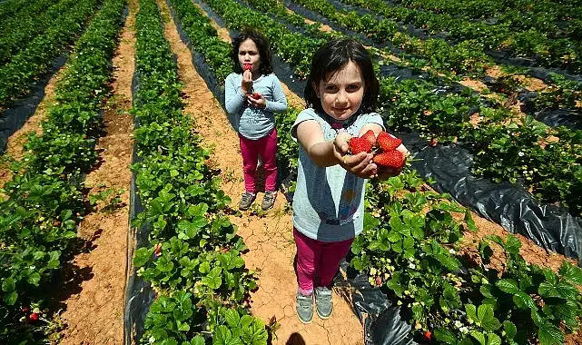 Başkan Altay: “Hüyük Çileği, AB Tescili Alan Konya’mızın İlk Ürünü Oldu, Hayırlı Olsun”