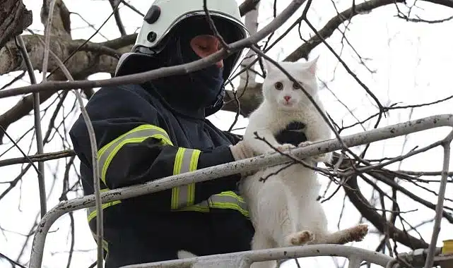 Büyükşehir can dostlarımızı koruyor ve yaşatıyor