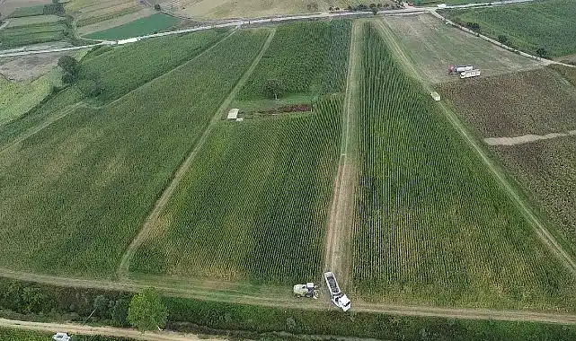 Kocaeli’de mısır hasadı mesaisi sürüyor;  37 bin dekar mısır tarlası tarıma kazandırıldı