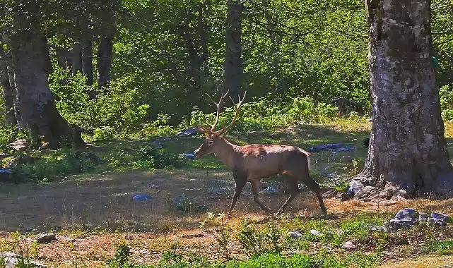 Ormanya’da üretilen Kızıl Geyikler doğaya salınacak