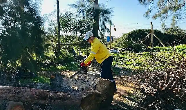 Didim’de Budanan Ağaçlar İhtiyaç Sahiplerine Yakacak Oluyor