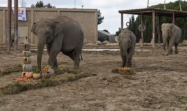 Türkiye’de doğan ilk fil İzmir 14 yaşında İyi ki doğdun “İzmir”