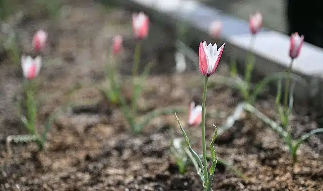 Bornova Lalesi 30 yıl sonra yeniden çiçek açtı
