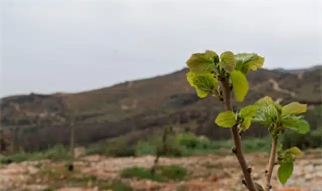 Yamanlar yangınında zarar gören ağaçlar yaşama tutundu 