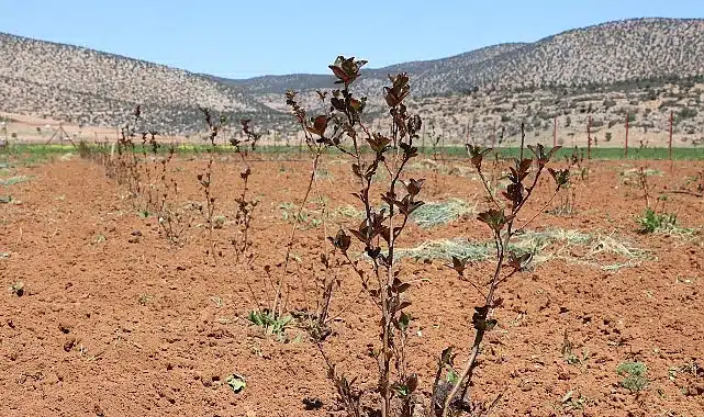 Antalya’da tarımsal sulama projeleriyle tersine göç hızlandı