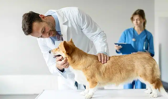 Boehringer Ingelheim’dan Veteriner Hekimlere Yönelik Araştırma