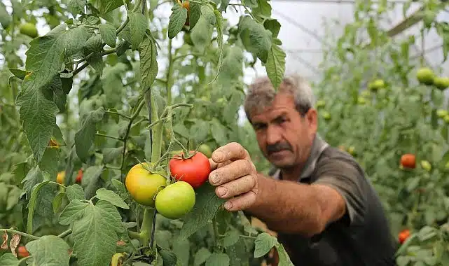 Büyükşehir’den yüzde 50 hibeli sera desteği