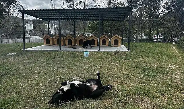 Digiturk’ten Ayazağa’daki Sokak Hayvanları İçin Güvenli Bir Yuva