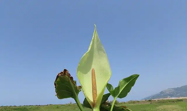 Milleyha kuşcennetinden yeni bir Yılanyastığı türü keşfedildi: “Milleyha tırşığı”