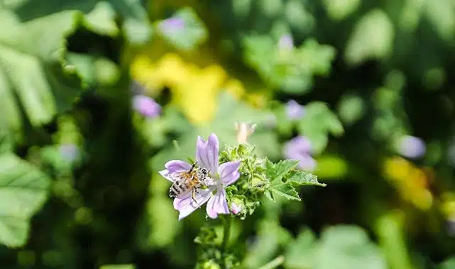 Narenciye balı koruma altında