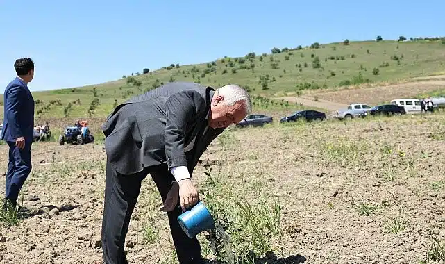Nilüfer Belediyesi Konaklı’ya 800 zeytin fidanı dikti