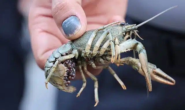 Terminalde 300 kilogram kerevit, 40 kilo mavi yengeç ele geçirildi