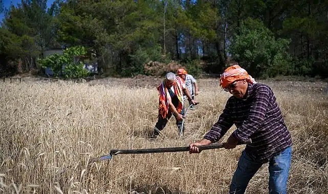 5 tonluk buğday yerel üreticiye nefes olacak