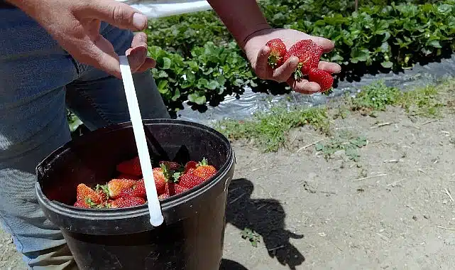 Çilekte kalitenin adresi Akçat Köyü