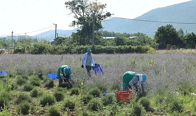 Nilüfer’de lavanta hasadı başladı