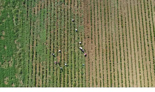 Tıbbi ve aromatik bitkilerin bahar temizliği yapılıyor