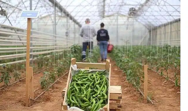 Başkan Çerçioğlu’nun Tarıma ve Üreticilere Destekleri Sürüyor
