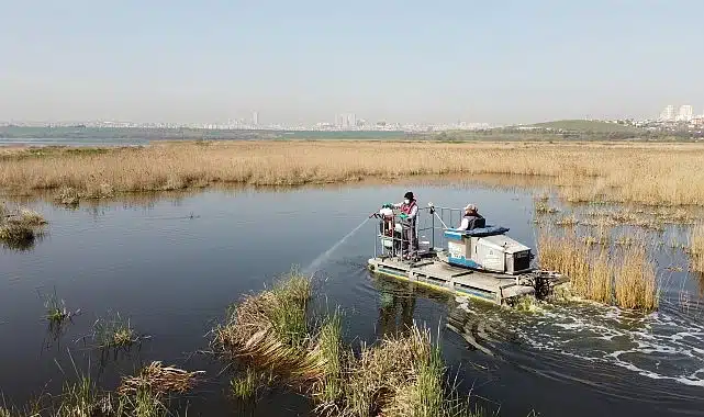 Esenyurt’ta Kemirgen Sorununa Karşı İBB’den Hızlı Müdahale