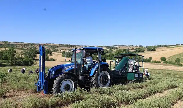 Kocaeli’de kekik hasadı başladı