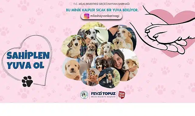 Sevimli Dostlarımız Sıcak Yuvalarını Bekliyor