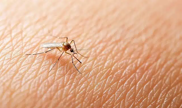 Yaz Geldi, Kene Tehlikesi Arttı!