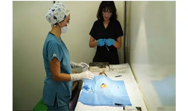 7 bin kediye mobil kısırlaştırma