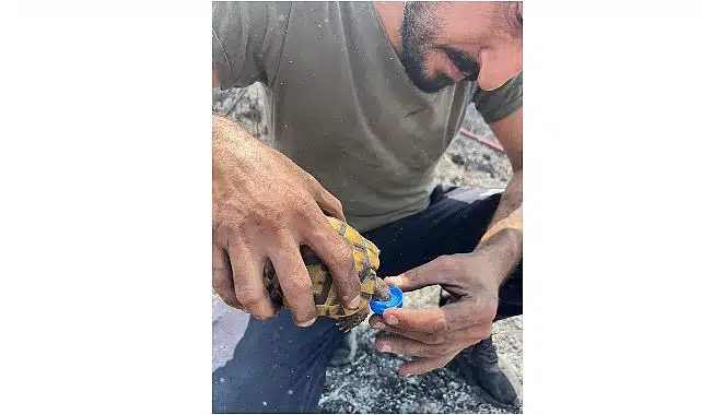 Alevlerin ortasında bir damla hayat