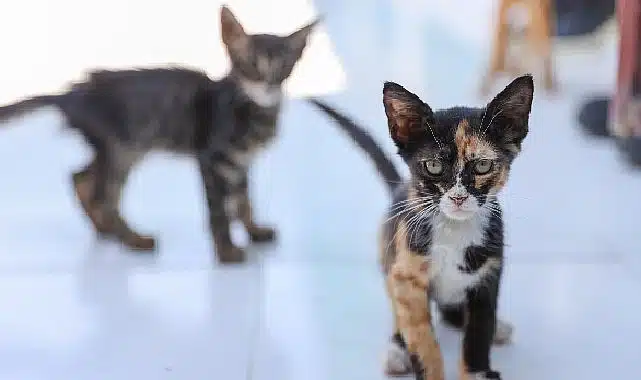 Buca’daki can dostlar sizi bekliyor