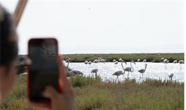 Flamingo Yolu turları başladı