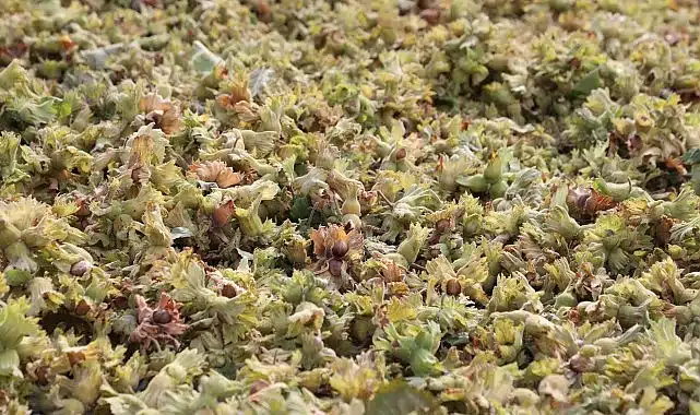 İnegöl Fındığında Hasat Zamanı