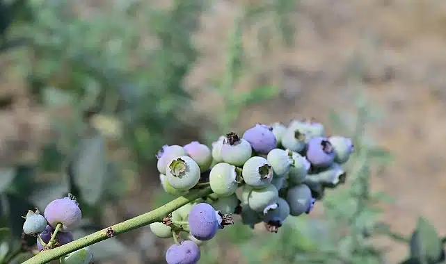 izmir tarım haber; İzmir’in ilk toprağa dikim bluueberryleri hasat edildi