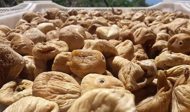 Kuru incirde aflatoksin ve okratoksinle mücadele için üreticilere 19 bin kerevet dağıtıldı