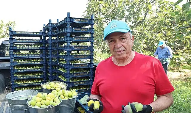 Nilüfer’de incir hasadı başladı