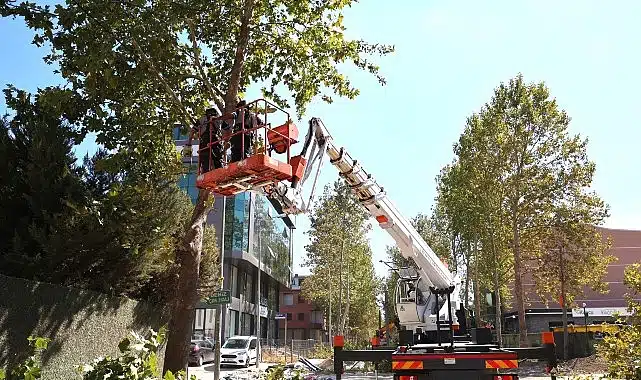 Alikahya Tramvay Hattı’nda ağaçlar budanıyor