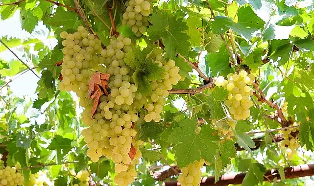 Antalya Büyükşehir’den üzüm sıkma makinesi desteği