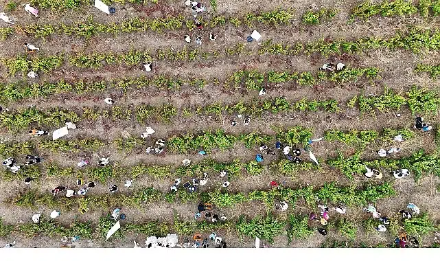 Coğrafi İşaretli Ada Karası Üzüm Hasadı Gerçekleşti