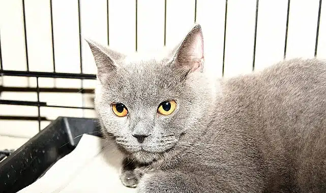 Kemer Belediyesi can dostlarımızın yanında