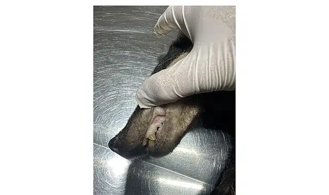 Kuzdere’de bulunan porsuk tedavi altına alındı