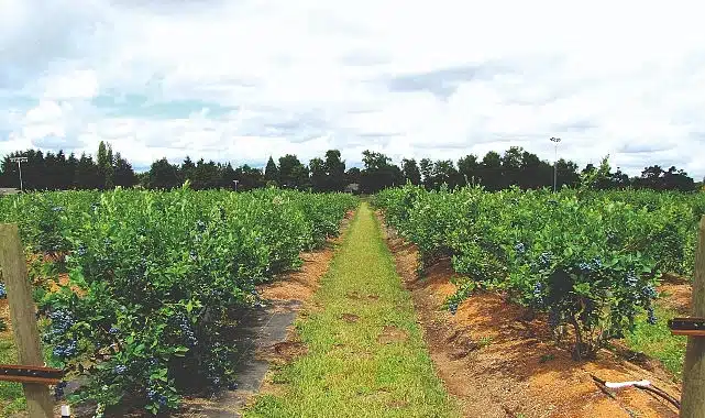 Maviyemiş ihracatından 4,2 milyon dolarlık kazanç