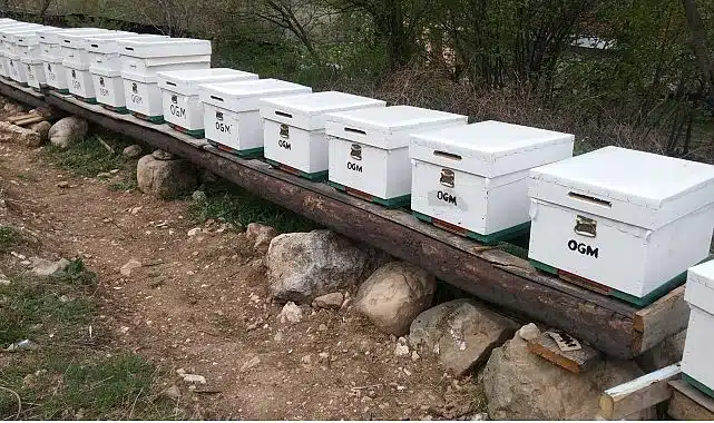 OGM: Odun dışı orman ürünlerinden ekonomiye 12 milyar TL katkı