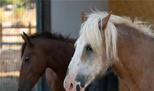 Pako’da bakılan binek hayvanlar sahiplendiriliyor