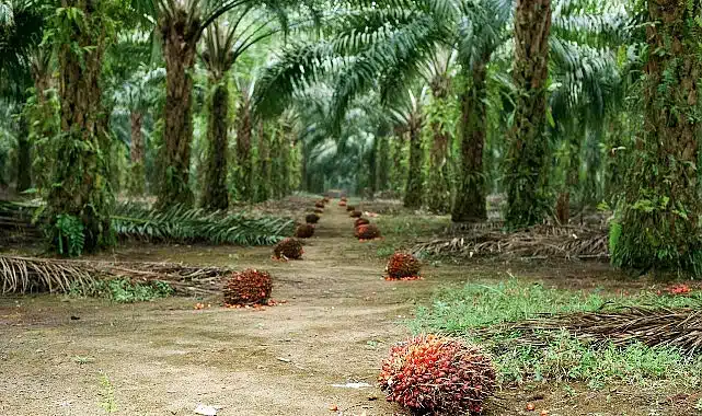 Sürdürülebilir Palm Yağı “Az Alanda Çok Üretim” Yaklaşımıyla Çevreci Bir Çözüm Sunuyor