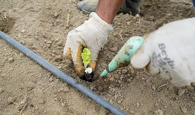 Yaşam Bahçesi’nde kışlık fideler toprakla buluştu