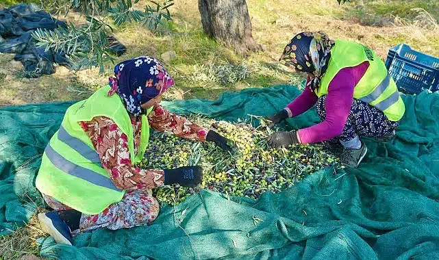 Burhaniye’de Zeytin Hasadı Başladı