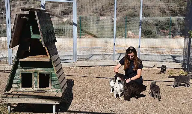 Büyükşehir patili dostları sahipsiz bırakmıyor