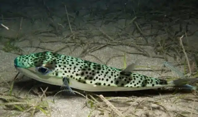 Ege Üniversitesinden istilacı türlere karşı yapay zeka destekli uluslararası bilimsel iş birliği