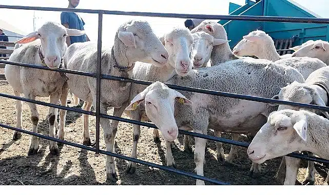 İnegöl Belediyesi İle İlçeler Arası “Tarım Ve Hayvancılıkta Güç Birliği”
